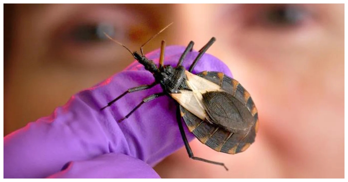 ইতোমধ্যে এই পোকার উপস্থিতি দেশের ৩২টি স্টেটে পাওয়া গেছে। ছবি: ডব্লিউডিইএফ